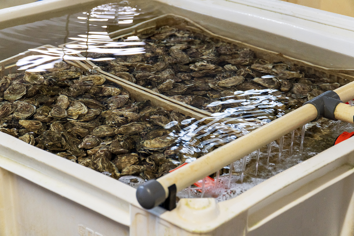 Loch Fyne Oysters - Depuration
