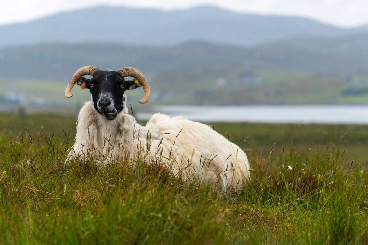 Loch Fyne Mussels - Hebrides Scenes