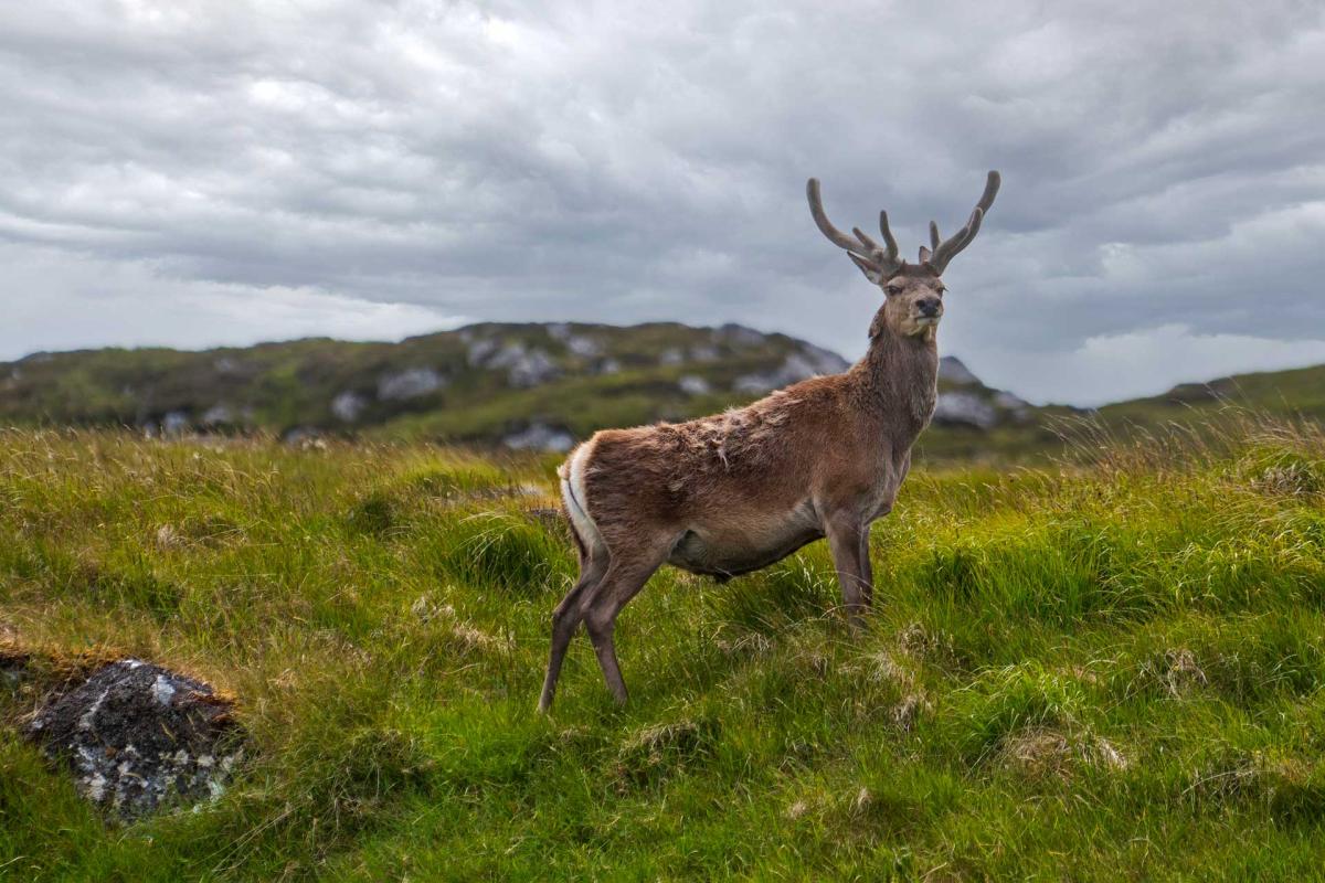 Loch Fyne Mussels - Hebrides Scenes