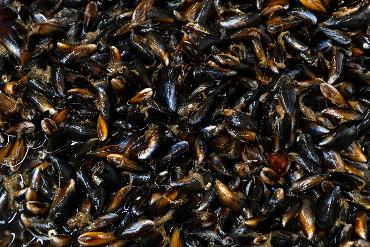 Loch Fyne Mussels - Production