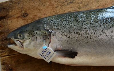 Whole Fresh Salmon (Min 3-4kg)