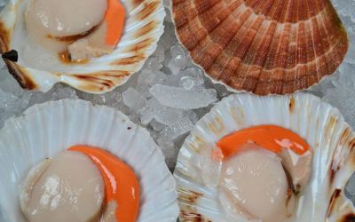 Half Shell Queen Scallops