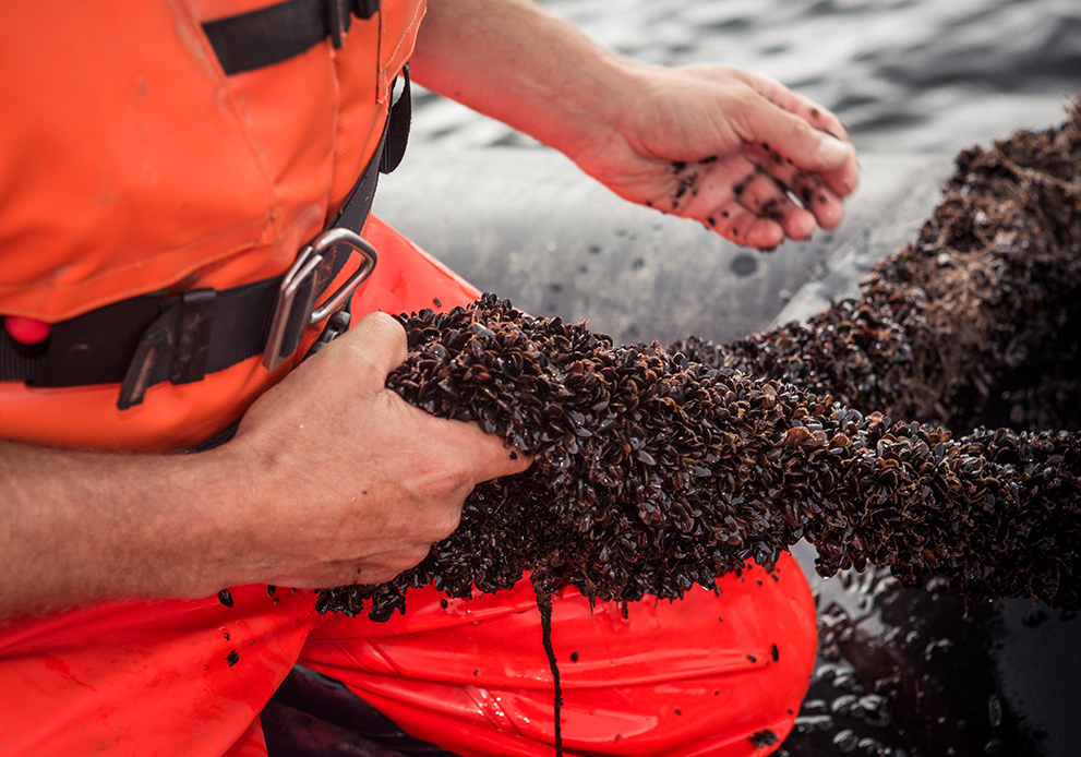 Loch Fyne Oysters Aquaculture