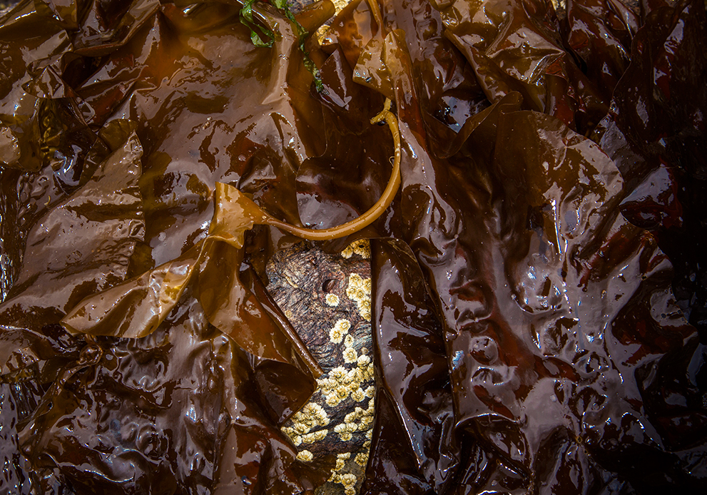 Loch Fyne Oysters Aquaculture