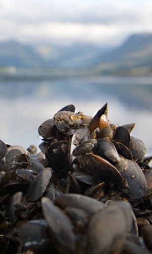 Loch Fyne Mussel Farm starts production